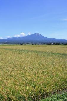 大山と稲穂 2 大山と稲穂 2 自然,山,田園風景の写真素材
