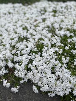 純白、幸を問う。 純白、幸を問う。の写真