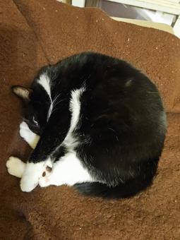 猫 寝た 猫 寝たの写真