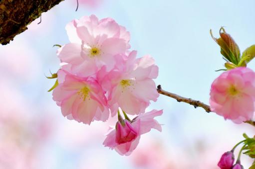 紅色の桜 紅豊 紅色の桜 紅豊 桜,紅豊,八重桜の写真素材