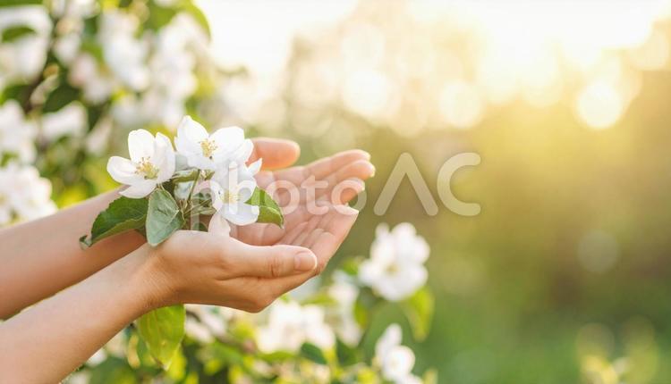 お花と手のひら 手の平,両手,手の写真素材
