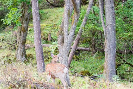 林の中からこちらを見るシカ 林の中からこちらを見るシカ シカ,鹿,野生動物の写真素材