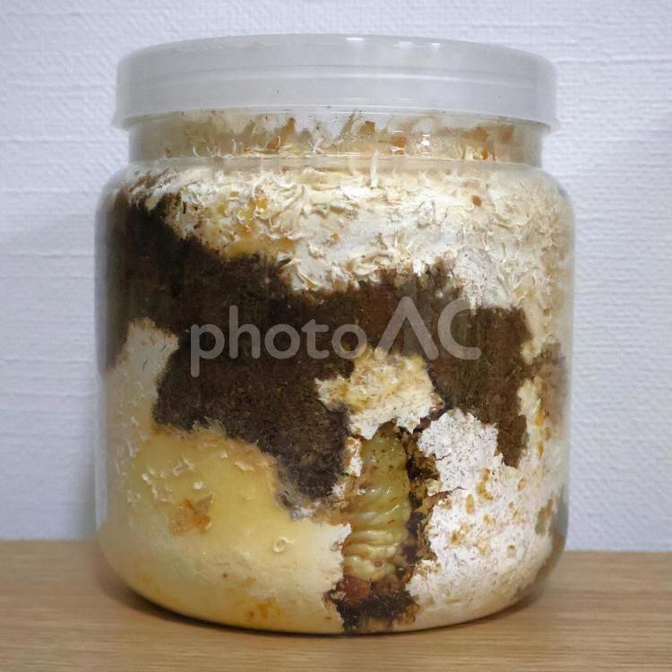 菌糸瓶で大きくなるオオクワガタの幼虫 菌糸瓶,菌糸,菌糸ボトルの写真素材