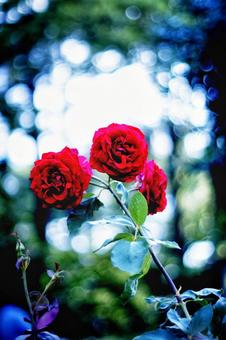 可憐 可憐 バラ,薔薇,ミスターリンカーンの写真素材