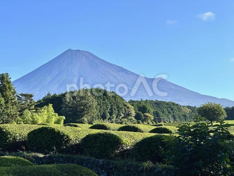 夏の木陰から見る茶畑と富士山 富士山,茶畑,お茶の写真素材