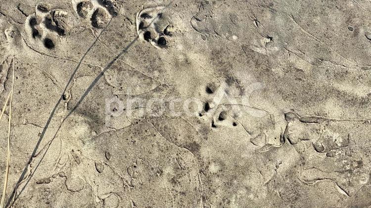 猫の足跡とコンクリート 足跡,コンクリート,地面の写真素材