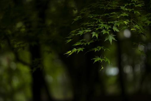 光が差し込む森の青もみじ 青もみじ,夏,初夏の写真素材
