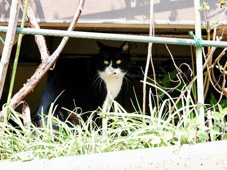 物陰からこちらを伺う猫 物陰からこちらを伺う猫の写真