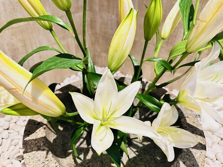 花 花,癒し,きれいの写真素材