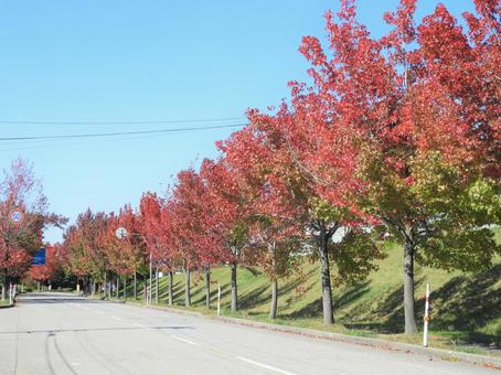 色づくアメリカ楓通り2 アメリカ楓,秋色,秋の写真素材