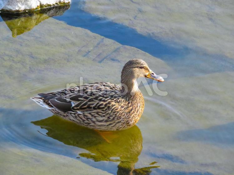 川で佇むマガモのメス マガモ,真鴨,まがもの写真素材