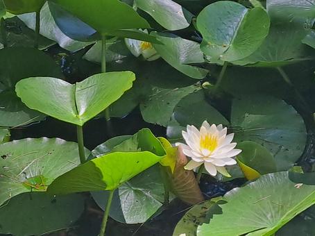 睡蓮1 睡蓮1 風景,自然,睡蓮の写真素材