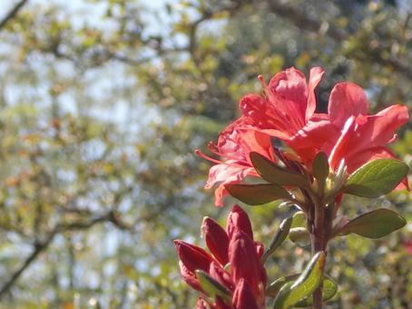 ツツジのボケ背景-14 背景,ボケ,ツツジの写真素材