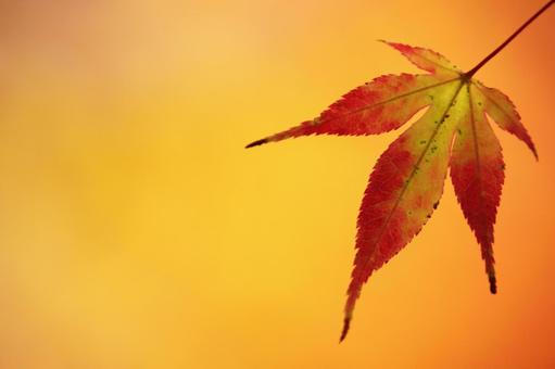 色づく紅葉 色づく紅葉の写真