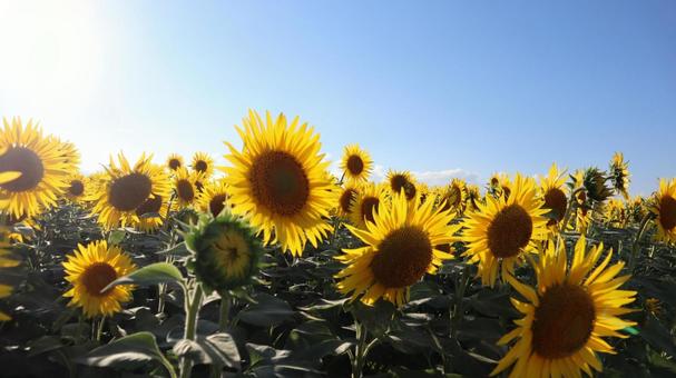 ひまわり１０ ひまわり,向日葵,ひまわり畑の写真素材