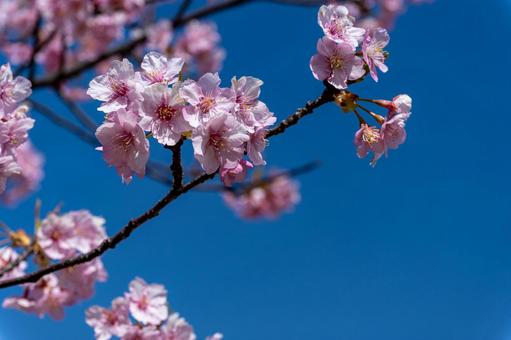 爽やかな青空と満開の河津桜 桜,河津桜,春の写真素材