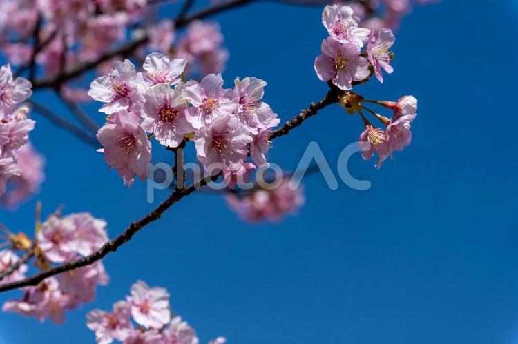 爽やかな青空と満開の河津桜 桜,河津桜,春の写真素材
