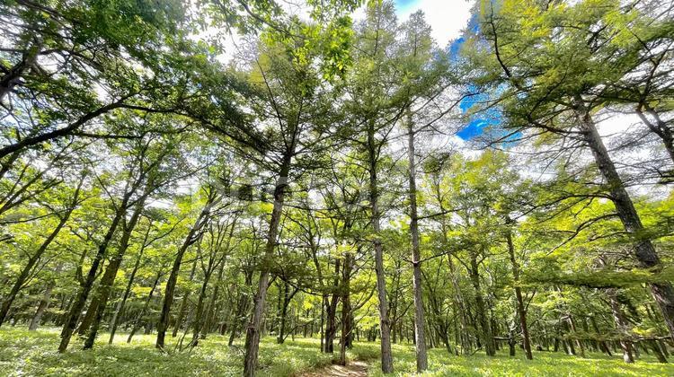 栃木県日光市　森林 自然,森,木の写真素材