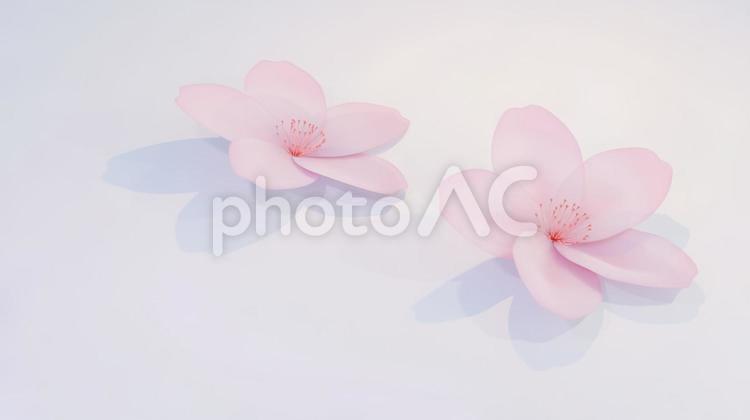 さくらイメージ flower,さくら,桜の写真素材