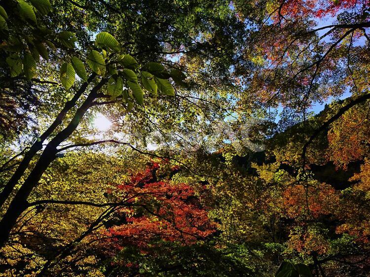 木漏れ日 山,秋,木漏れ日の写真素材