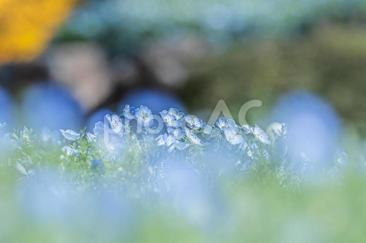 ネモフィラ ネモフィラ,花,青の写真素材