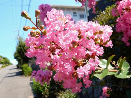 [Flower Photo] Pink Crape Myrtle, JPG