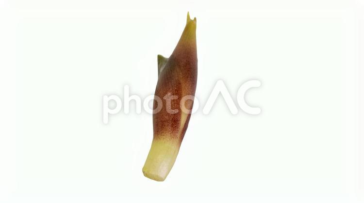 みょうが　背景透過　素材 みょうが,茗荷,薬味の写真素材