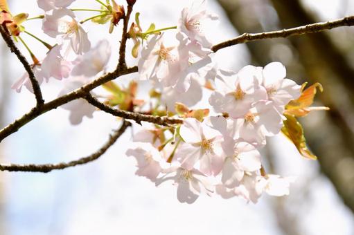 大山桜 大山桜 大山桜,春,花の写真素材