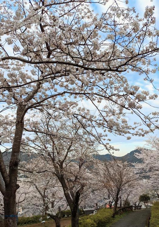 桜と空(長崎市立山公園⑤) 桜,春,花の写真素材