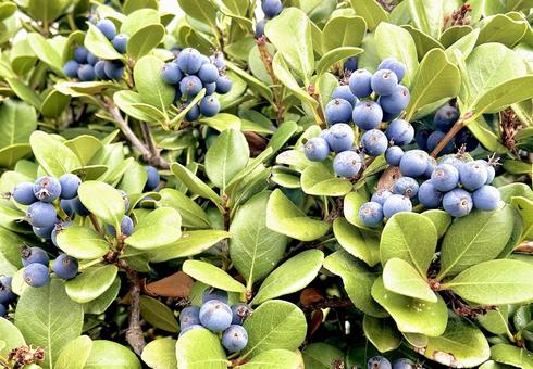 シャリンバイ シャリンバイ,実,ブルーの写真素材