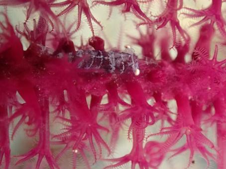 イソバナカクレエビ イソバナカクレエビ,イソバナ,エビの写真素材