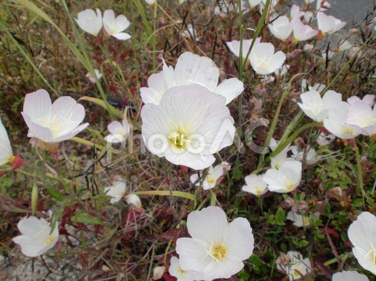 ５月のネモフィラ 植物,花,ムラサキ科の写真素材