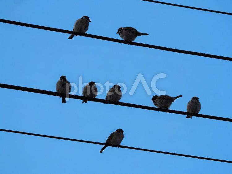 電線にとまるスズメ　青空③ すずめ,雀,小鳥の写真素材