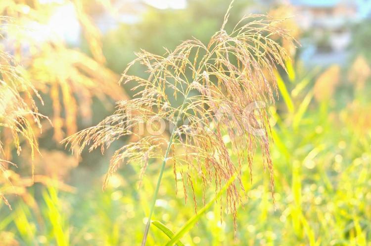 秋の草原の輝き 雑草,秋,光の写真素材