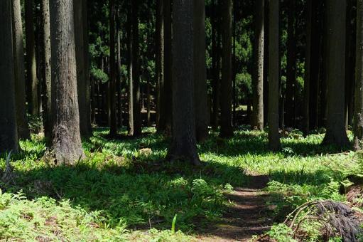 林 林の写真