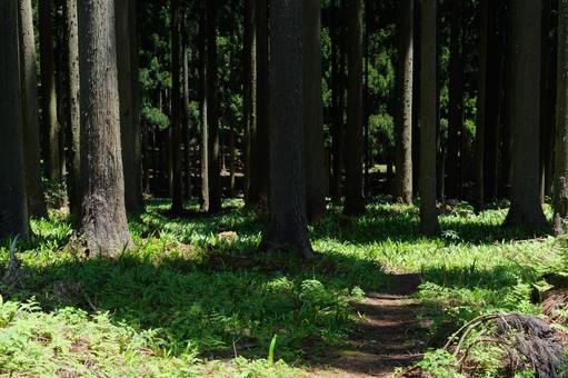 林 林,森林,獣道の写真素材