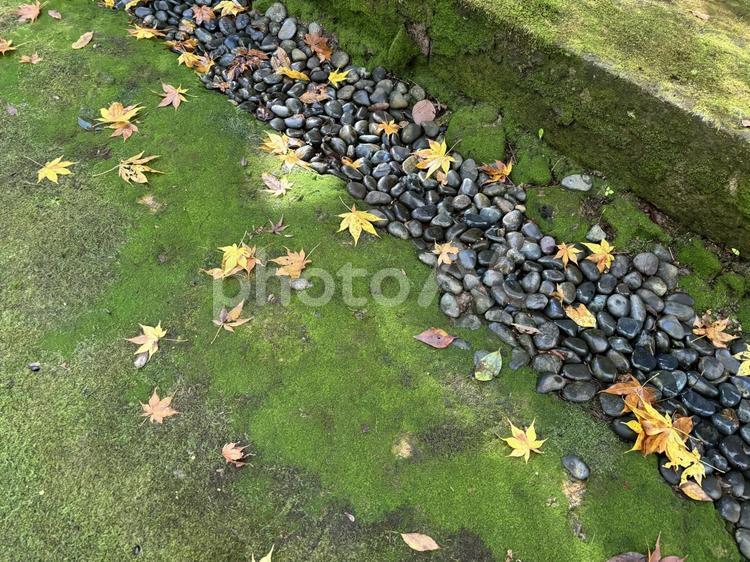 紅葉と苔と砂利 もみじ,苔,砂利の写真素材