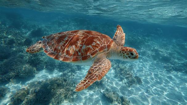 海洋生物の楽園で泳ぐウミガメ 海洋生物の楽園で泳ぐウミガメの写真