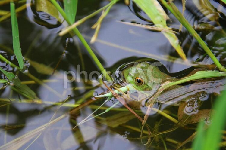 バッタを捕まえたカエル カエル,バッタ,生き物の写真素材