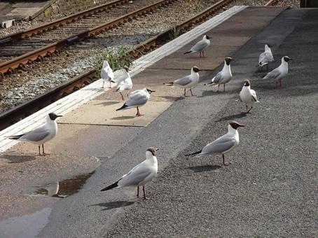 鳥の群れと線路 イギリス,鳥,線路の写真素材