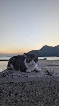 ねこ ねこ 猫,防波堤,海の写真素材