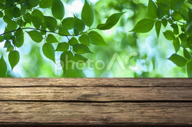 背景　森のテーブル 背景,テーブル,ギフトの写真素材