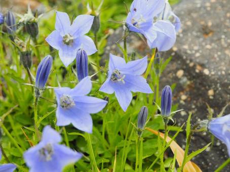 りんどう りんどう 紫,薄紫,白山の写真素材