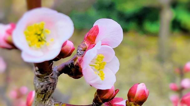 Pink plum blossom, JPG