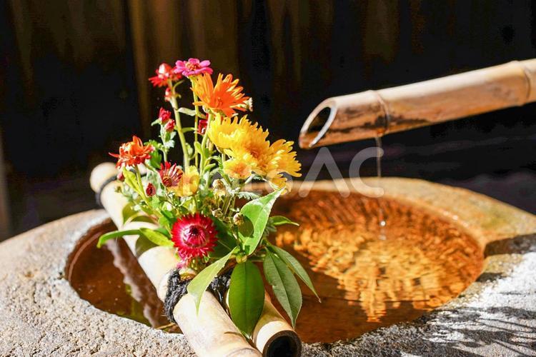 ししおどしと花 水,花,菊の写真素材