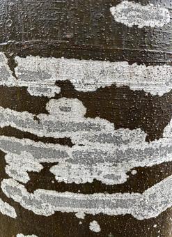 地衣類 模様,デザイン,樹皮の写真素材