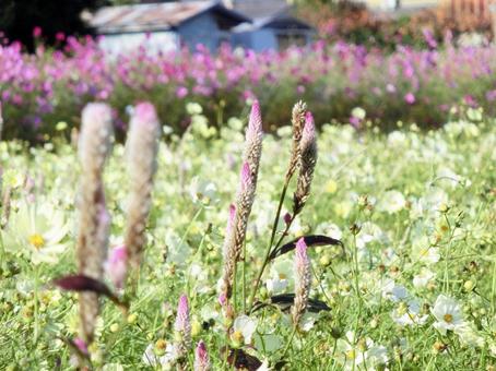 日を浴びるノゲイトウのクローズアップ ノゲイトウ,コスモス,秋桜の写真素材