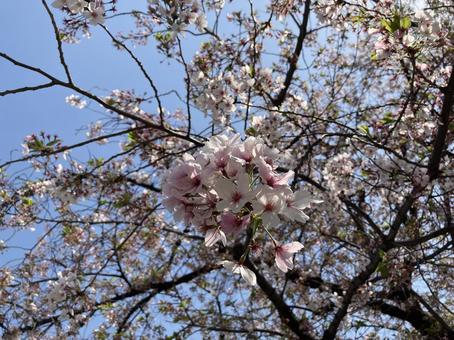 2022年4月東寺(京都)の風景 2022年4月東寺(京都)の風景の写真