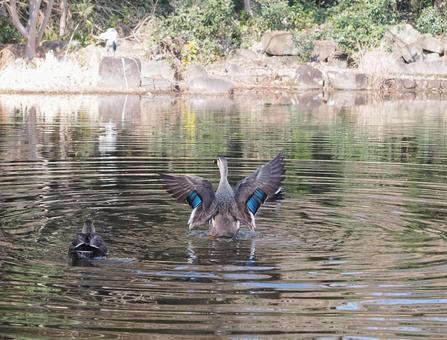 池の鴨 鴨,池,水鳥の写真素材
