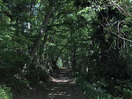 秩父の山道③ 山,山道,森の写真素材